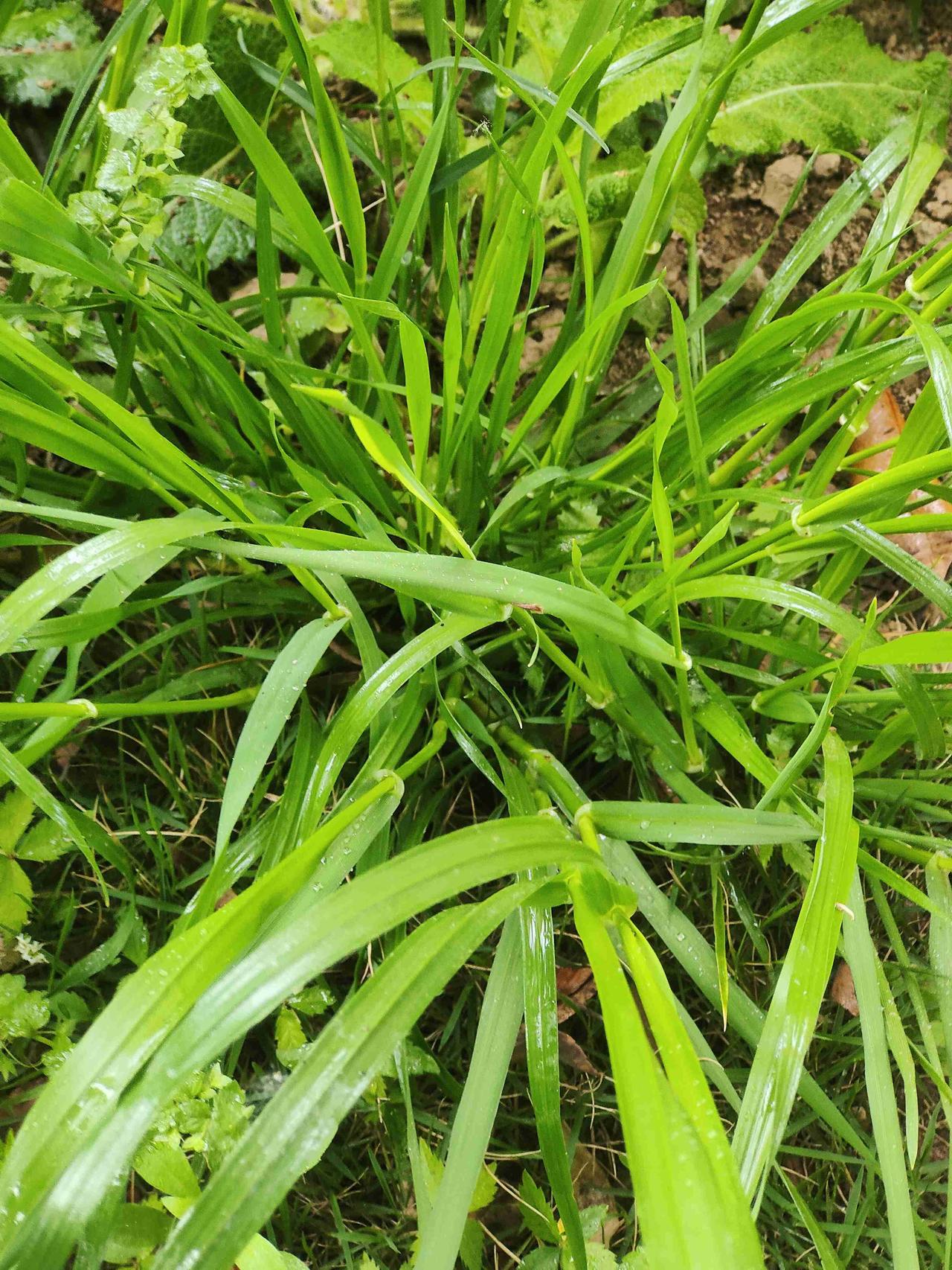 一要掌握好打药时间，一定要在小麦扬花初期，过早过晚都不行，防治效果大打折扣。二