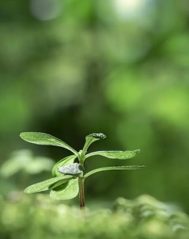 看到“秋霜催黄叶”这个上联，瞬间来了兴致。按照对联门道，我觉得“冬雪染白头”就很