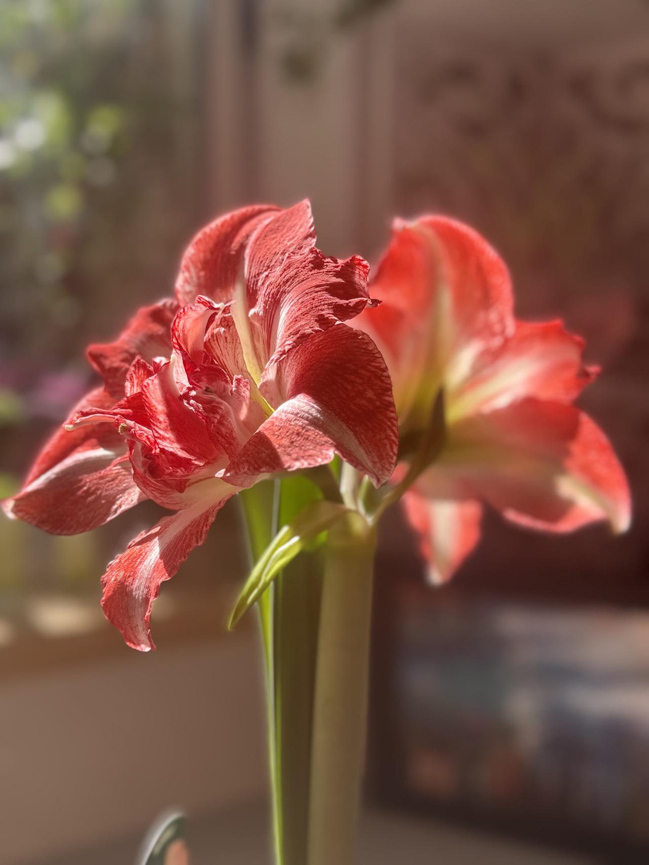 成就感满满呀！阿弗雷花开之后，玫瑰花样紧接着接力绽放，朱顶红这是轮番给我带来