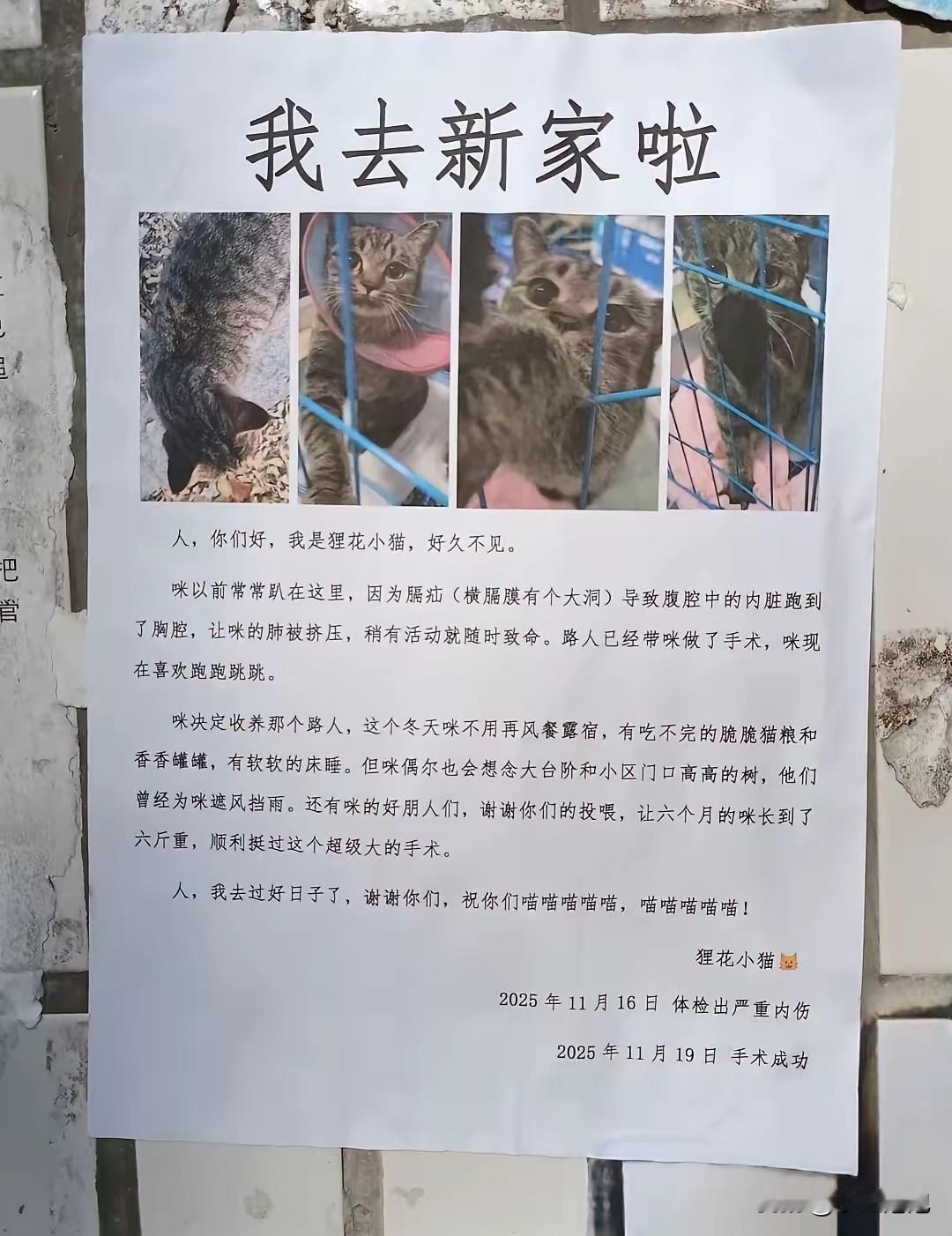 一张告示，让整个小区都被治愈了。看到这个眼睛都湿润了[哭哭]，最好的“寻人（猫