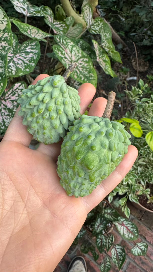 地上掉了一个自然熟的芭乐，这也太香了！看了一下，觉得释迦树上果子结得有点多，负担
