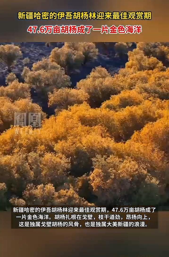 赴一场千年之约新疆哈密伊吾胡杨林黄了。47.6万亩胡杨披上“黄金甲”，铺展