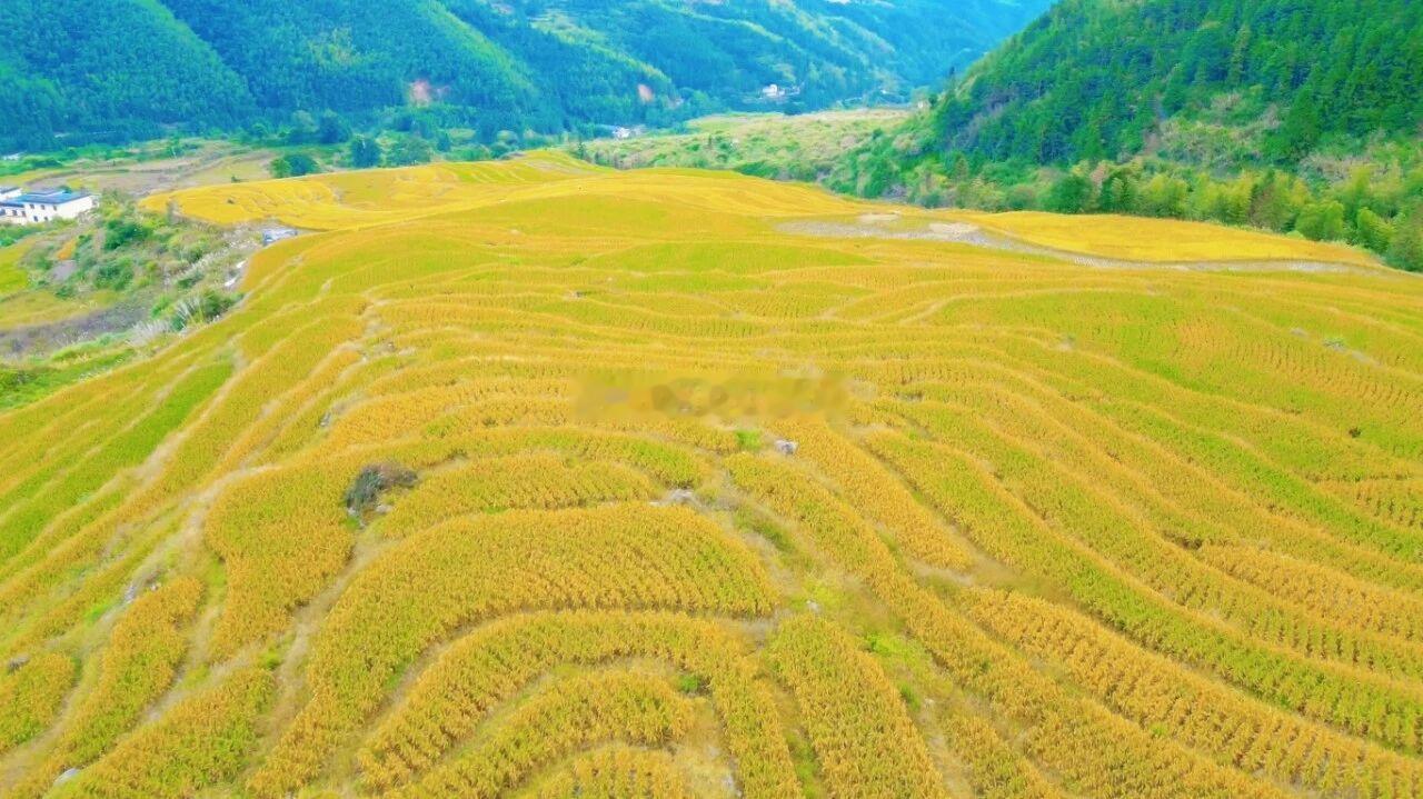 误入山间田野，满目金黄。层叠梯田顺着山势铺向远山，白云落在青山顶上，村落藏在稻浪