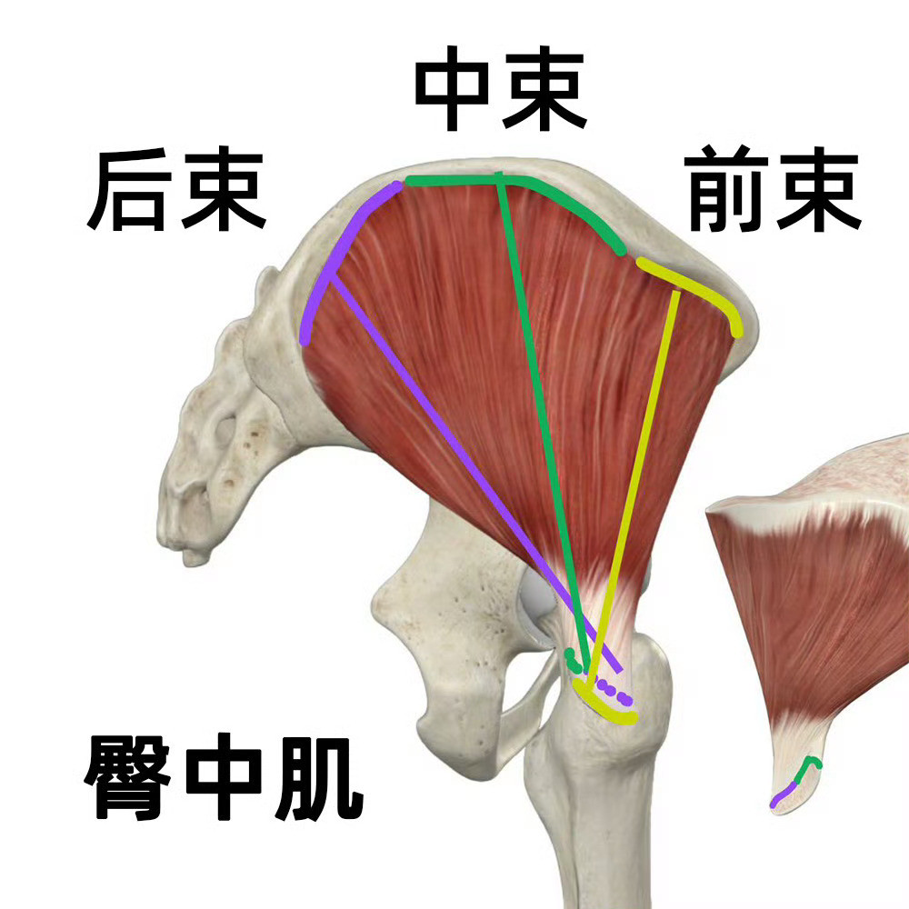 臀肌放松【放松臀中肌】来来来，辛苦工作一年了，是时候放松放松，累了一年的屁股了
