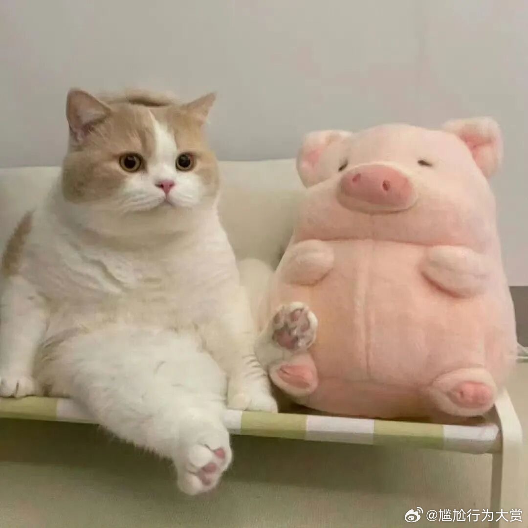 看不出来哪个是猪哪个是卡车宠物卖萌中心​​​