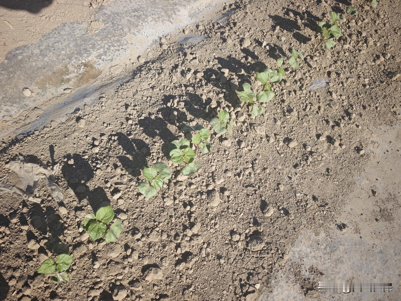 写一副春日对联春天和棉花种植结合的对联，得凸显春日生机与棉花种植的希望。我想到