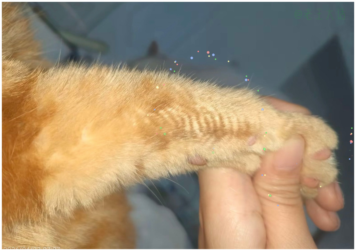 来猫猫的洗脸巾