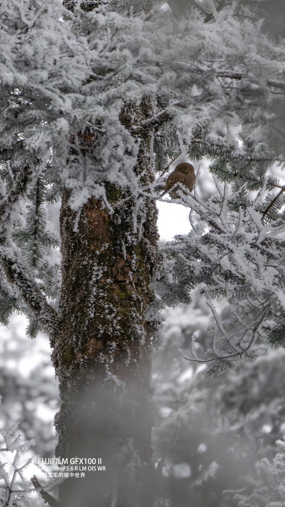 拍鸟，请对无人机说不！