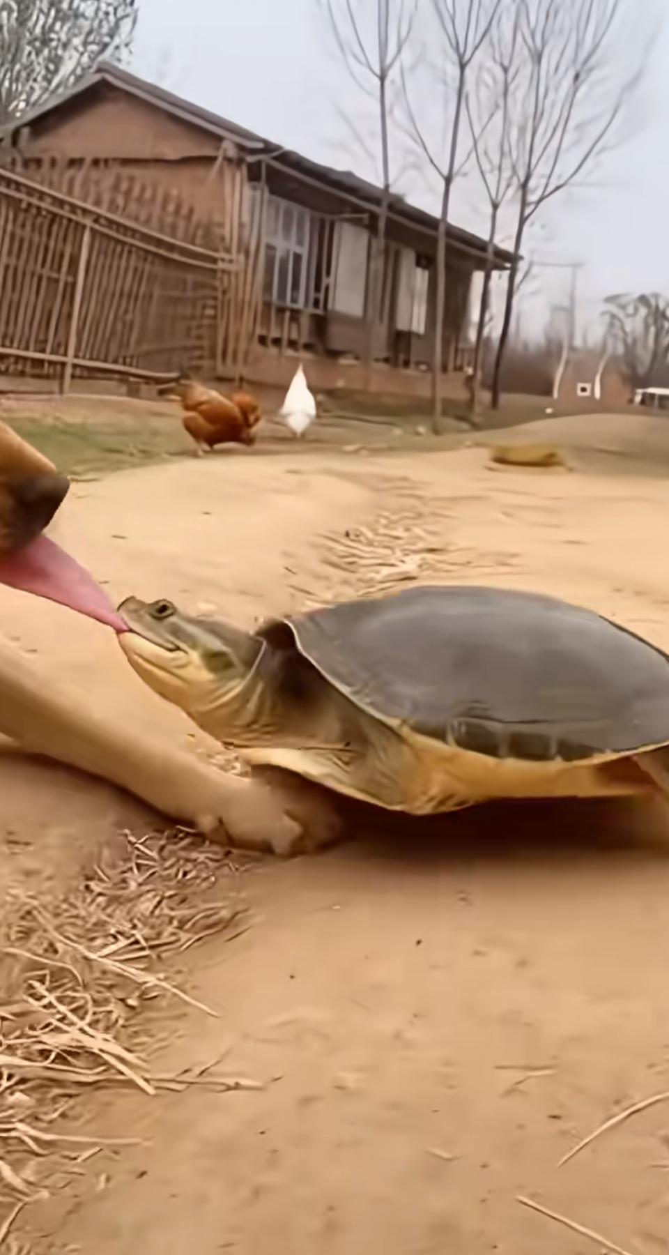 萌宠互动！狗狗和乌龟的亲密时刻🐶🐢人到中年，最大的悲哀是什么萌宠互动！狗狗