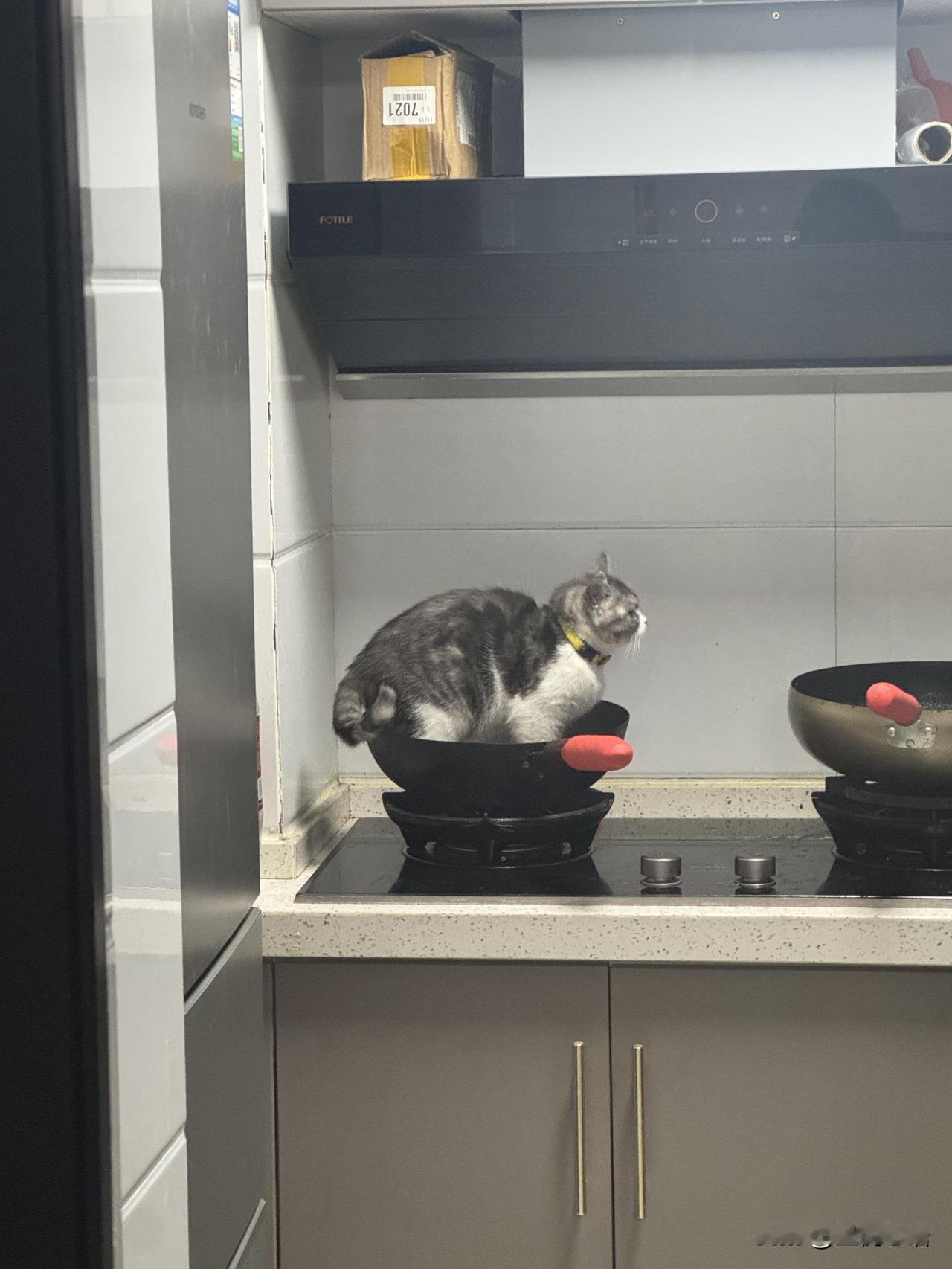 爱猫男老了之后猫是能上灶台能一起吃饭的抽屉特意清空给当猫窝，随时随地都要