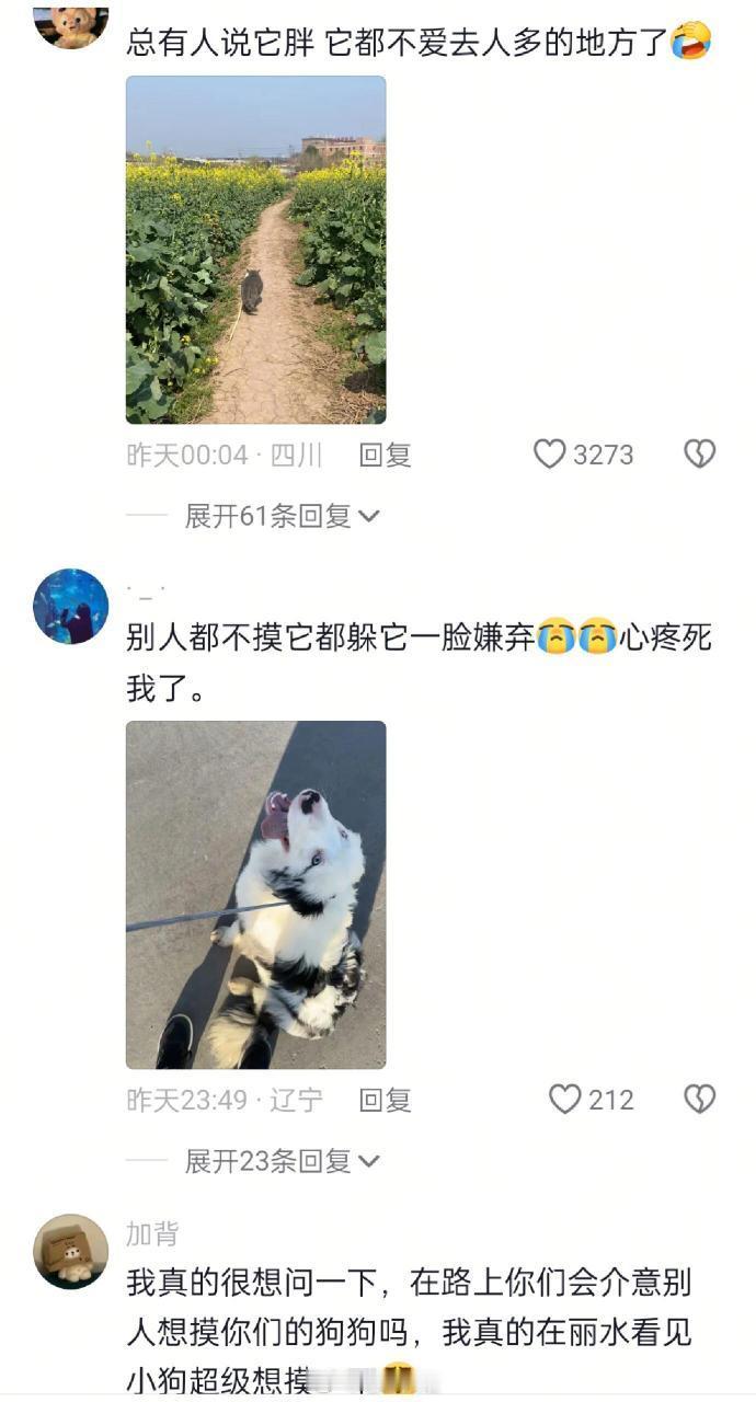 小狗的心事也很重要！