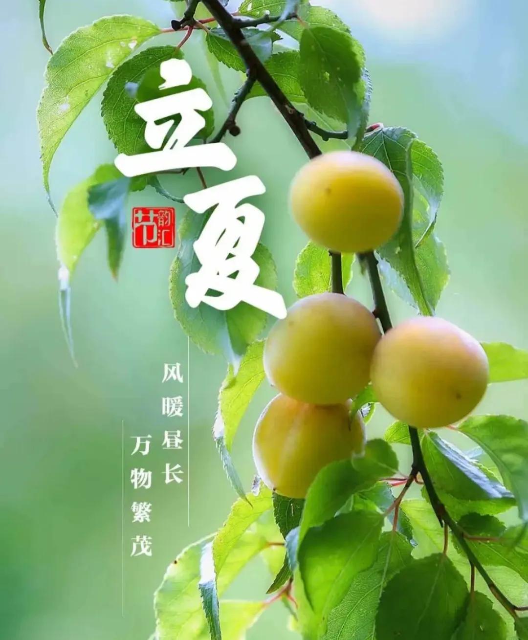春去夏来今立夏​杏挂枝头渐熟了​麦穗随风左右摆民间习俗吃夏面立夏：202