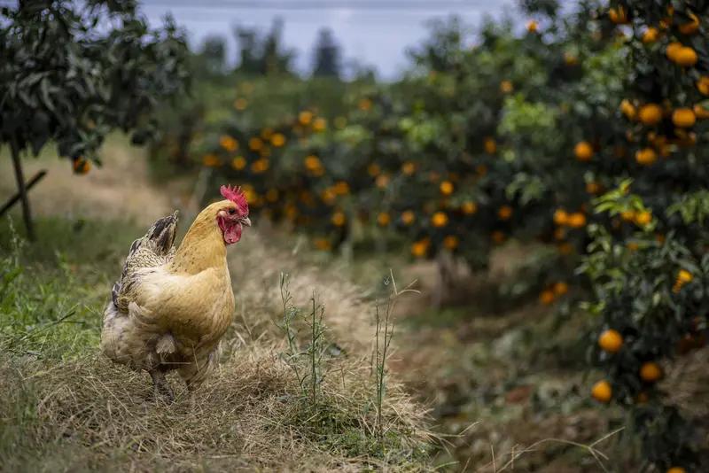 农村养鸡养鸭引发邻里大战？真相竟然是这样！在浙江绍兴的一个偏远小村——诸暨市