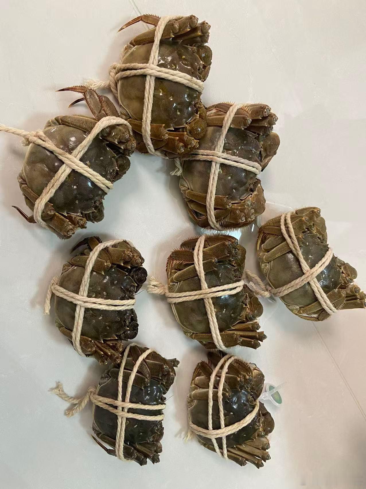 螃蟹当天晚上六点捕捞，当天发货或者隔天一早，正宗阳澄湖大闸蟹，品质保证，发货地：