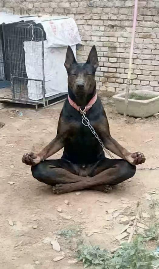 如今，年轻人为何不愿生育？为何会出现这样的现象呢？有一条评论我认为十分精妙：鸡能