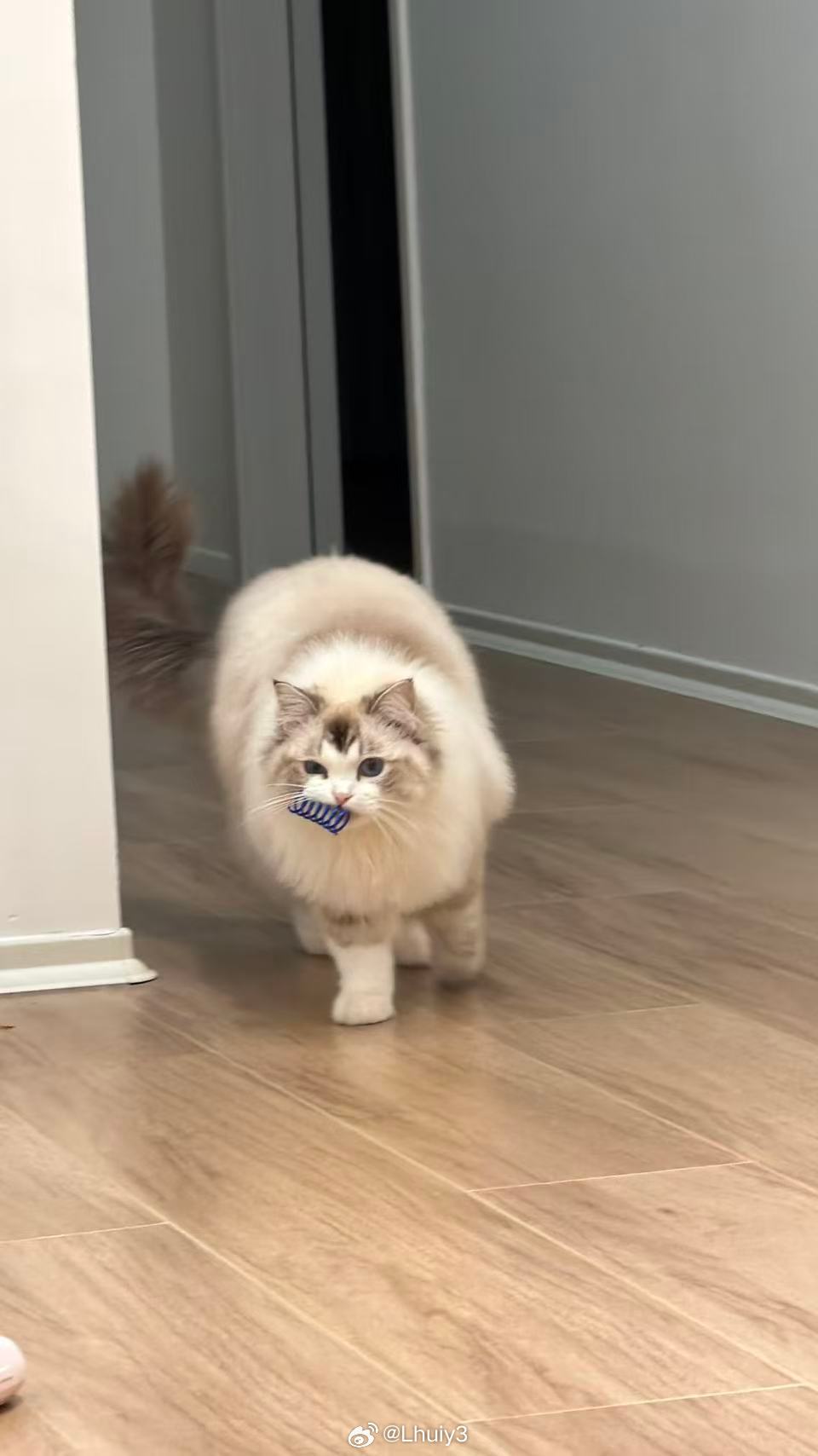 天天叼着它的破弹簧妈耶可爱死了