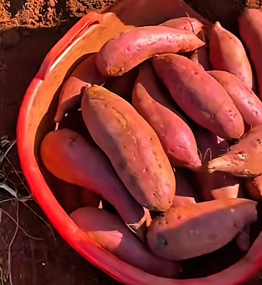 该！这几天云南建水不少红薯烂在地里没人收，这事说到底都是自找的！1月18日央视都