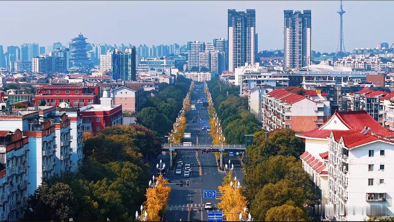 绵阳市游仙区东津路，堪称绵阳的“银杏大道”。这里是游仙最早且最壮观的银杏打