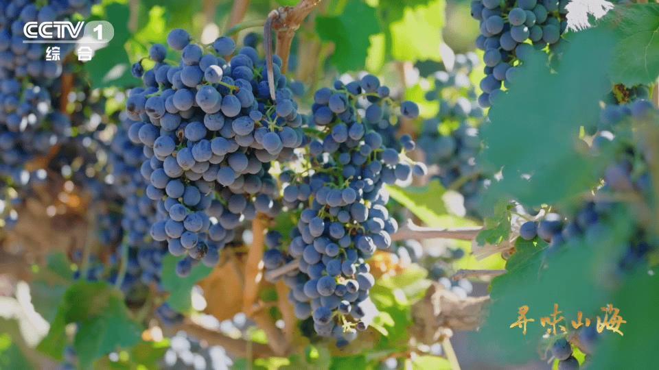 新疆买葡萄干也分色号新疆葡萄干靠晒太阳变颜色买葡萄干像选口红色号？在新疆真的可以