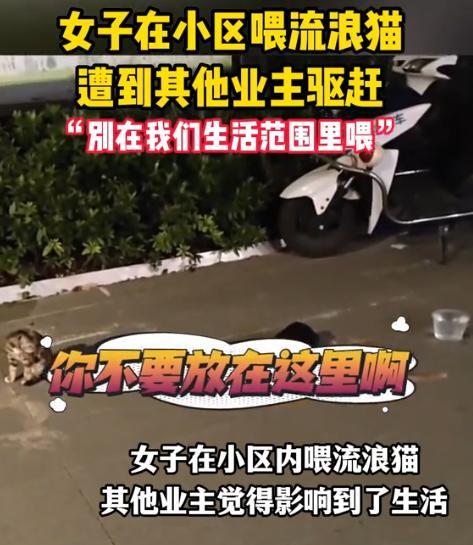 “吵翻天了！”江苏，一女子在小区投喂流浪猫时，竟遭到其他业主无情驱赶！等女子上前