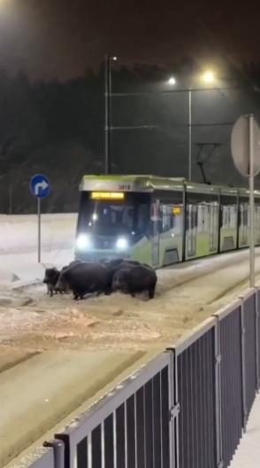 【在波兰，一群野猪阻碍了有轨电车的通行。奥尔什丁市约有十只动物阻碍了电车长时间
