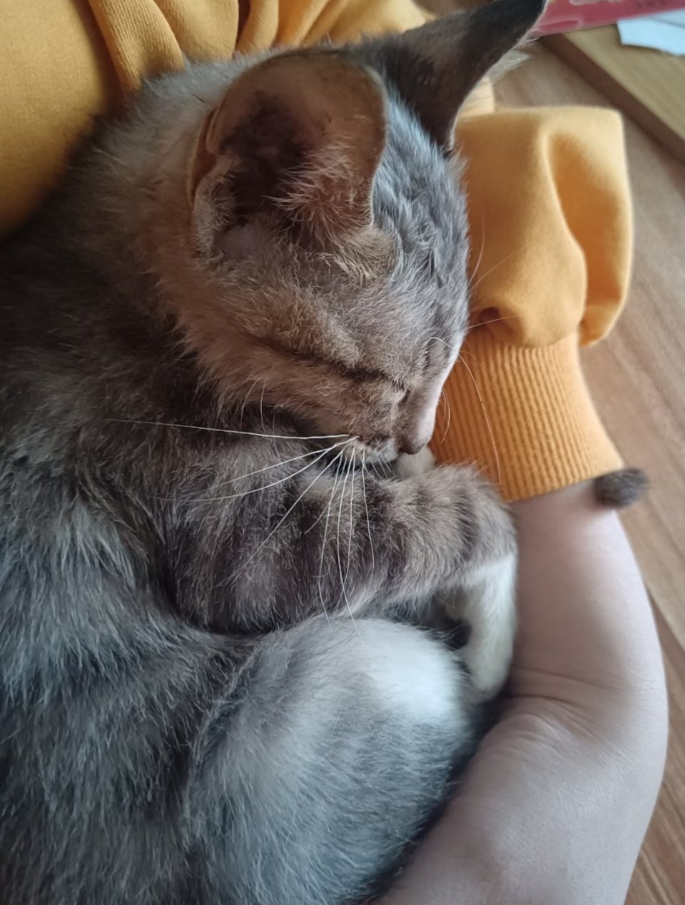 尾巴一定要勾着麻麻