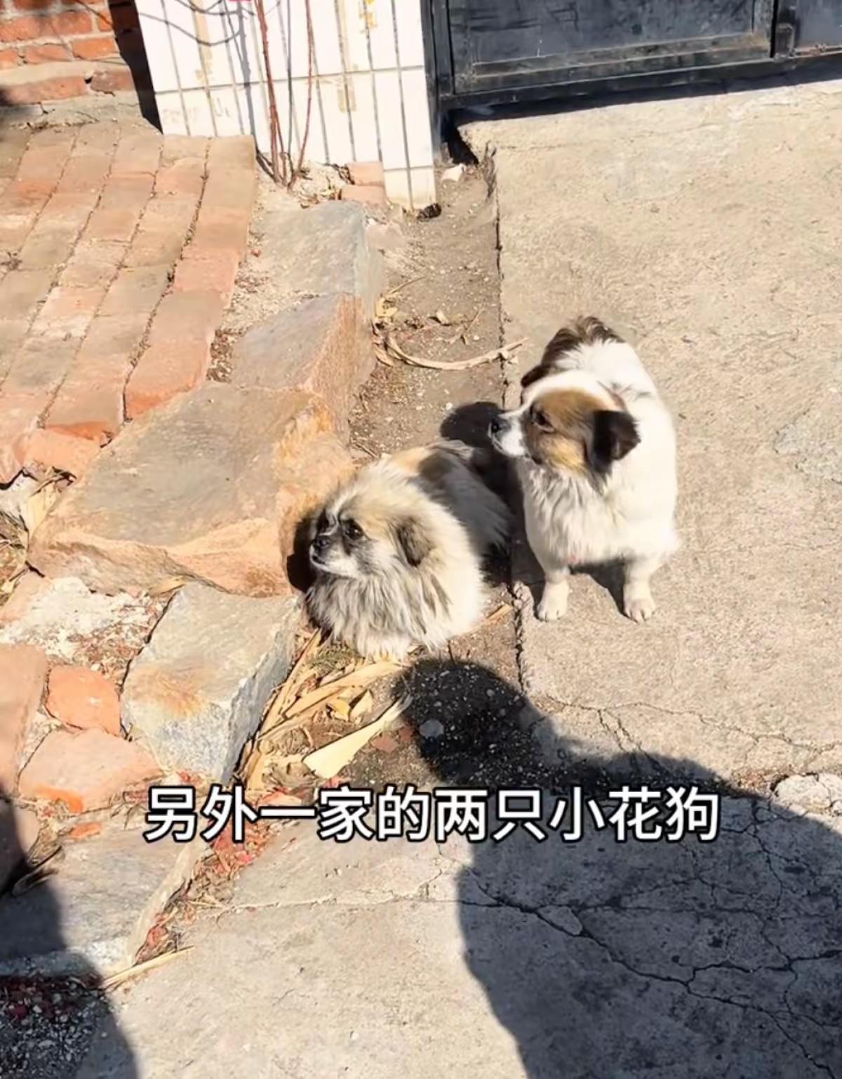 反转了！真相大白！吉林长春，7只小狗结伴的视频在全网刷屏。网传它们是被狗贩子偷走