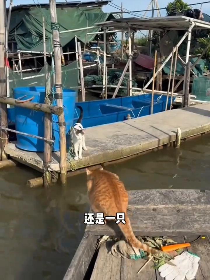 听说过鱼鹰，第一次听说鱼猫的。铲屎官大肥居来自广东，是一个渔民，并且收养了几只