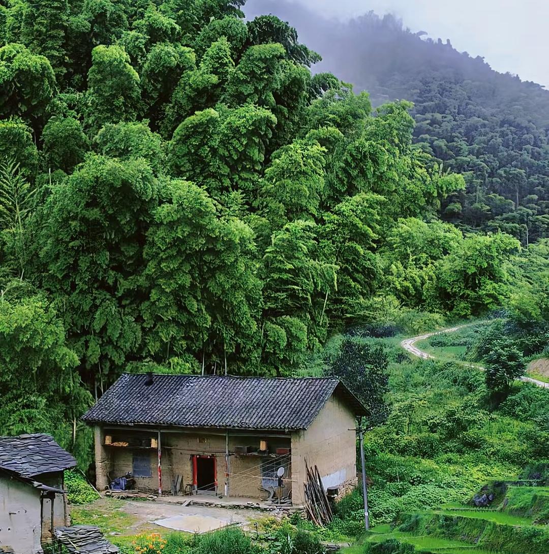 经络淤堵比想象的危害还要大，昨天跟朋友上山采药，当采摘到疏通经络淤堵方面的草药后