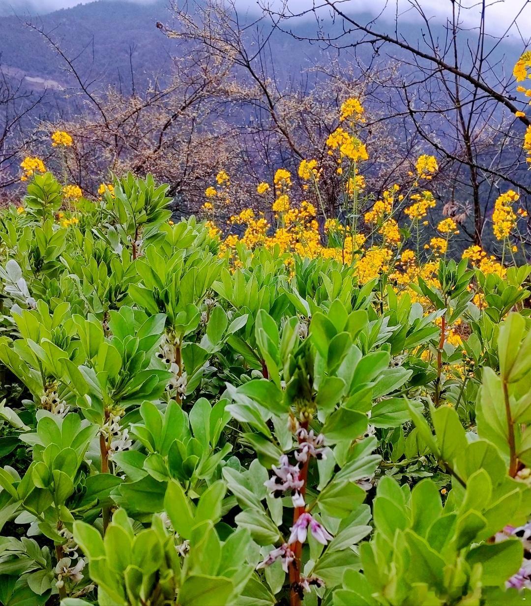 繁花落满山野，拾得一季清欢～​​​