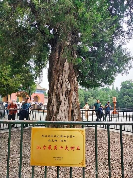 天坛600年古柏，为何让基辛格直言无法复制？天坛那棵600年的柏树，据说