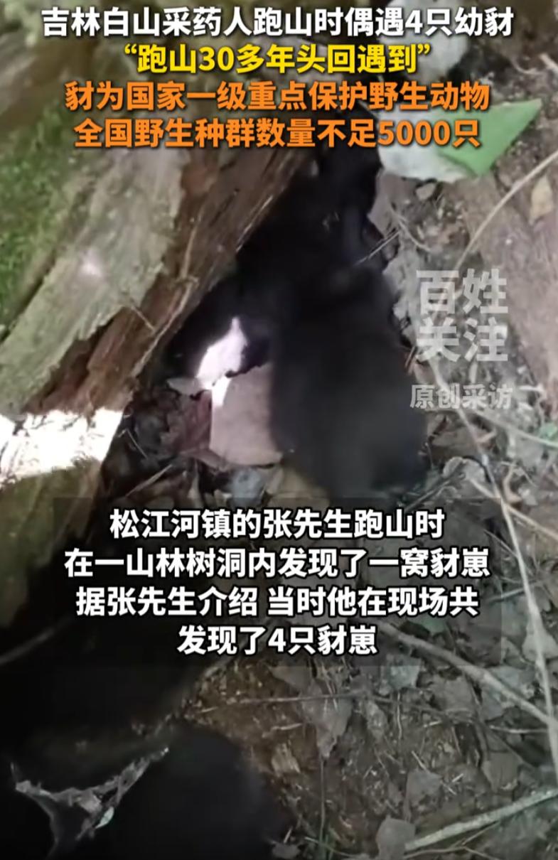 吉林白山，一男子到山上采药跑山时，突然看到四只灰色小动物，拿起来一看，虽然没见过