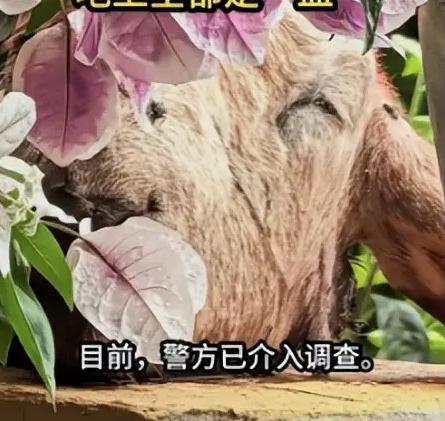 “太瘆人了！”辽宁大连，一81岁独居老太，早晨醒来发现2楼阳台全是血，墙头有颗羊