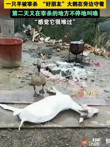 看哭了！重庆一户人家，分别养了一只小羊和一只大鹅，它们平时都待在一起，谁料临近过