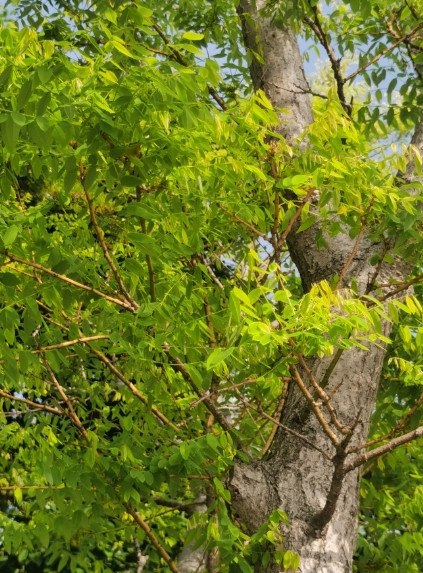 我错了吗？婆婆去世时，老公和儿子都在场，我娘家父亲去世时，我没有和他们说。婆