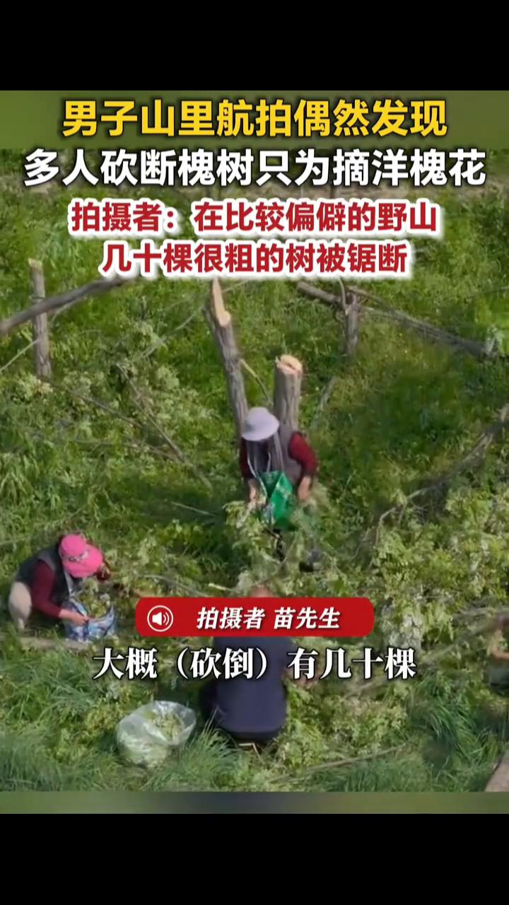 男子山里航拍偶然发现多人砍断槐树只为摘洋槐花。拍摄者苗先生。4月30日(发布
