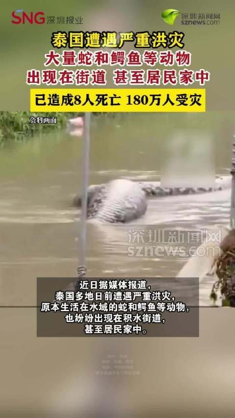 #泰国洪灾后大量蛇和鳄鱼出没#泰国连日遭受暴雨侵袭，41个府陷入严重水浸，影响超过180万民众，至今
