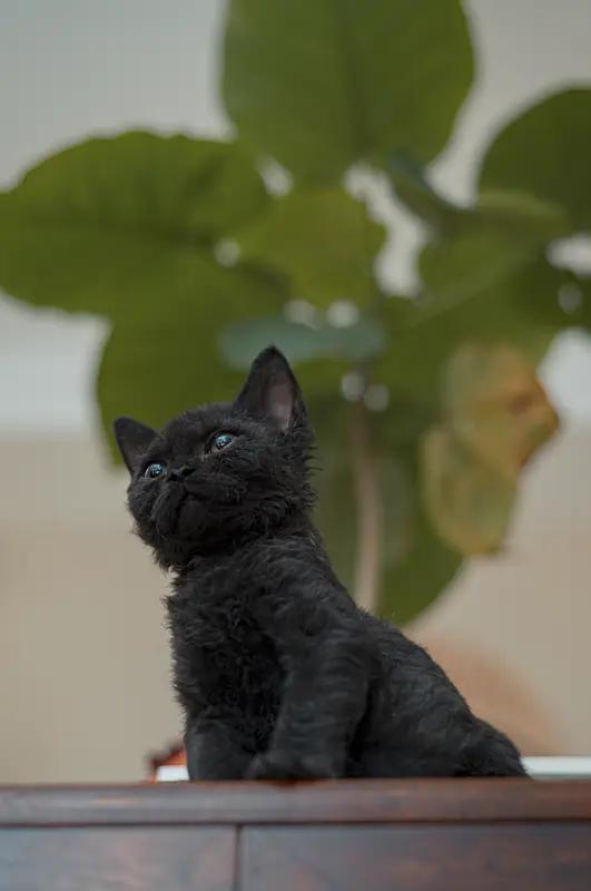 慢慢就会亲近起来的。我收养的这只流浪猫，天天都待在家里，它只能跟我亲近了。它明白
