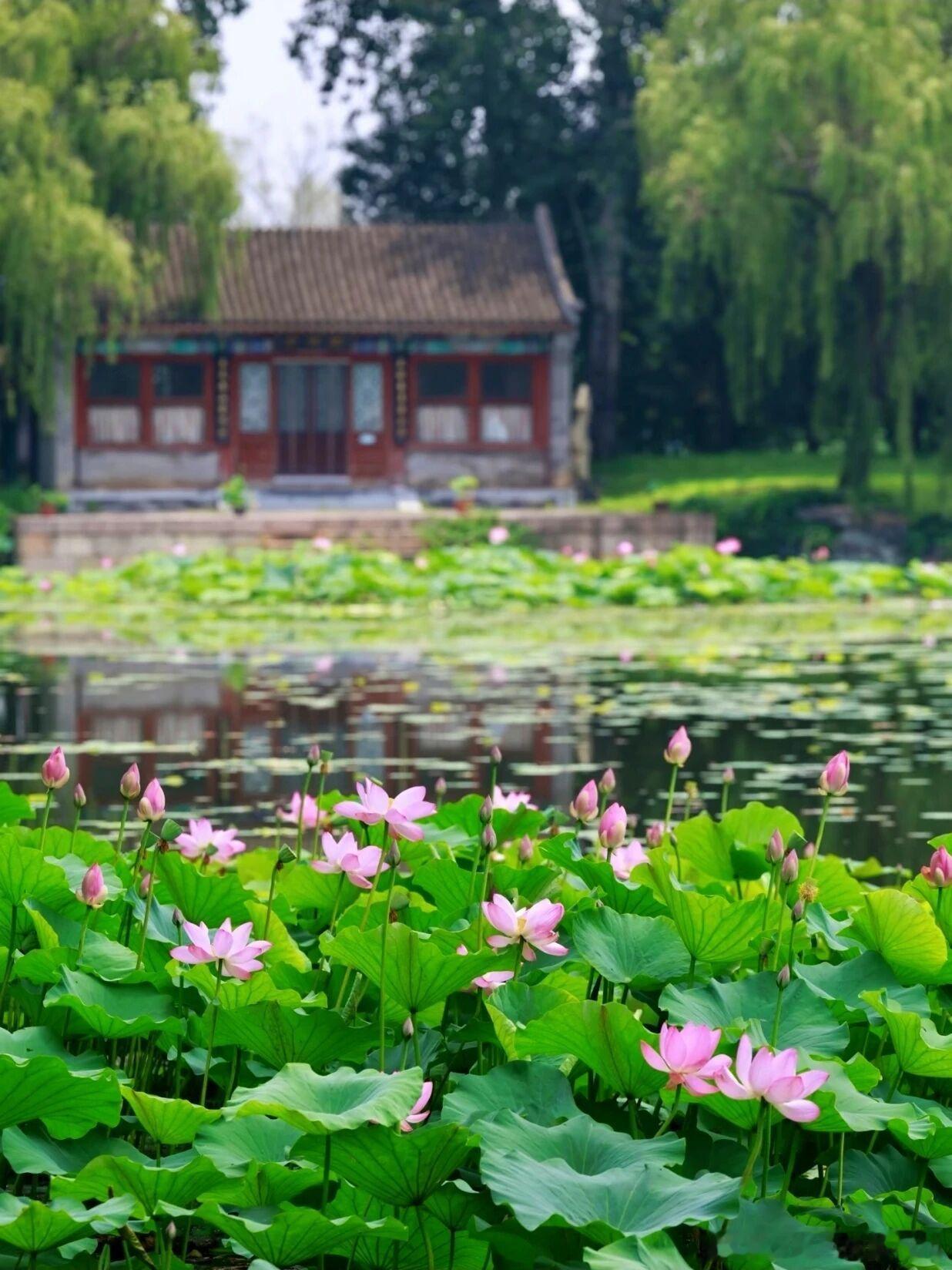 北京盛夏限定浪漫藏在颐和园！25万㎡荷塘铺满昆明湖，层层荷叶配粉荷，微风裹着淡