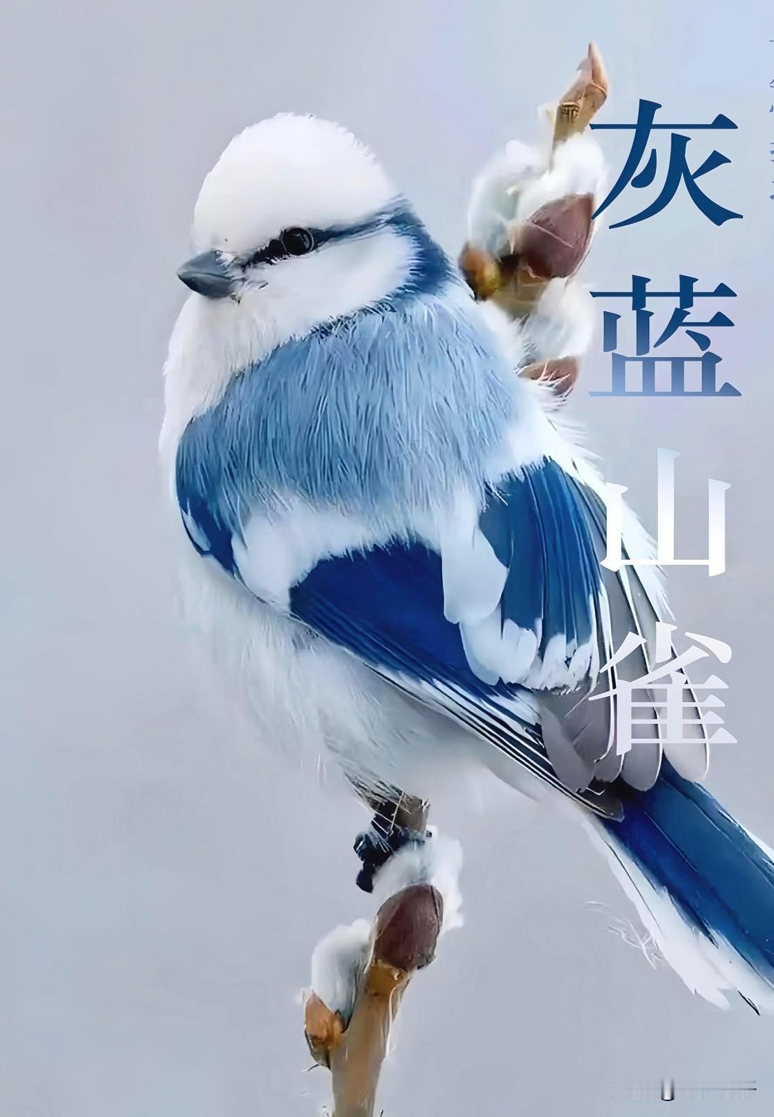 救命！这鸟是艾莎公主转世吧😭谁还没见过灰蓝山雀我都会伤心的OK？妥妥冰雪