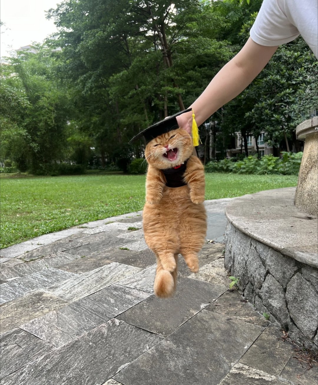 人毕业了猫咪还没毕业大学生毕业和自家小猫告别真的好不舍呀。一起度过的朝夕都特别暖