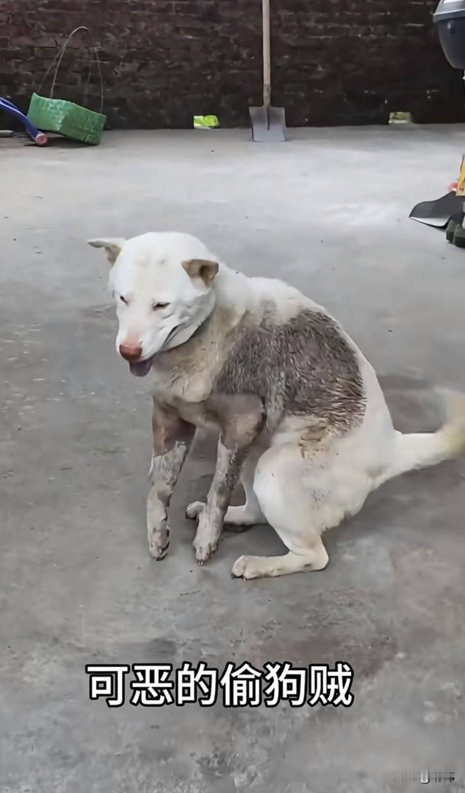 太坏了！一位大哥养了一只狗狗，全家人都对它照顾有加，非常心疼它，狗狗也非常听话，