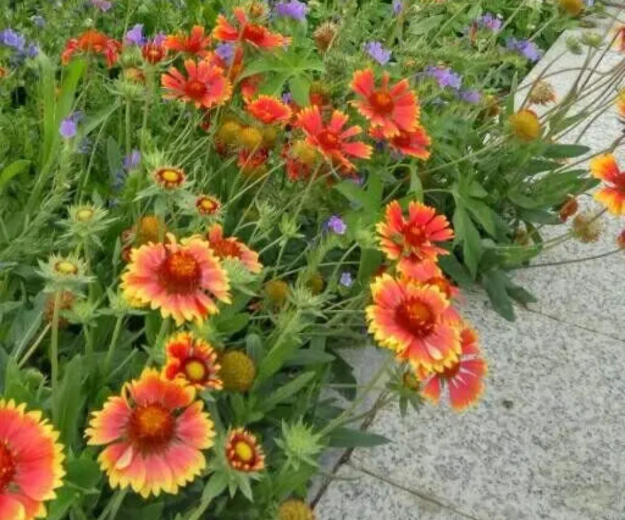 村里一个男人，今年58岁，家里就他一个儿子，四个姐姐。老婆生了两个闺女后不知道啥