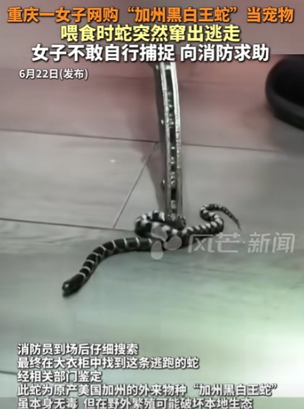 胆子真大！重庆，妹子觉得生活孤单，寻思养个宠物，不料，她没有买狗，也没有买猫，而
