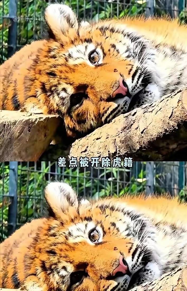 谁能想到，全国仅存200多只的华南虎里，有只叫“红糖”的小家伙，是被饲养员揣在工