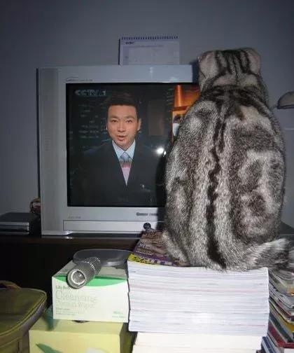 康辉被网友问，为何养猫而不生孩子？他的回答很治愈，很智慧，不得不慨叹央视主持人