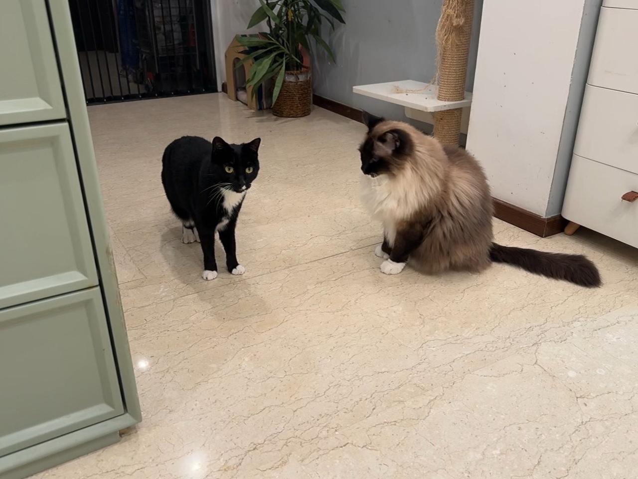 一天没看到朵，还以为又钻到橱柜里去了，结果听到人家吃东西连忙从楼下冲下来了。