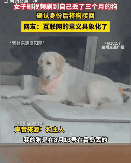 山东青岛，高女士的狗狗丢了3个月了。一天她没事刷视频，竟然看到了自己家的狗狗。这