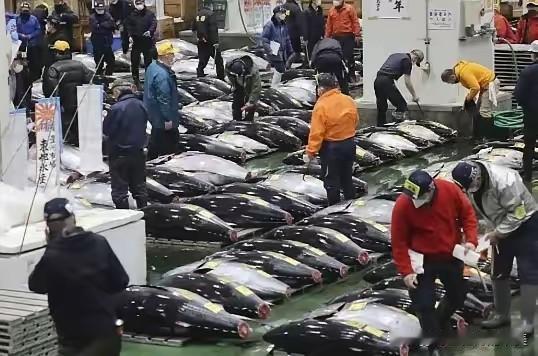 日本人水产不自己吃，为什么一定卖中国？​11月5日，日本才有6吨扇贝出口中国
