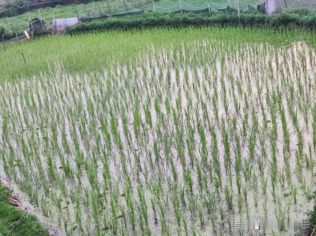 走进田野，生机盎然的景象，看到的就是希望。田里新插的秧苗在泥水中舒展身姿，已适